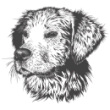 hundeplatz-nauen.de