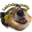 labcolsinside.de labcolsinside.de